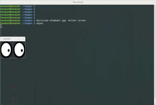 Install xeyes in Linux